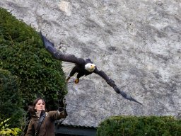Photowalk - Hohenwerfen Castle - Falconry Austria